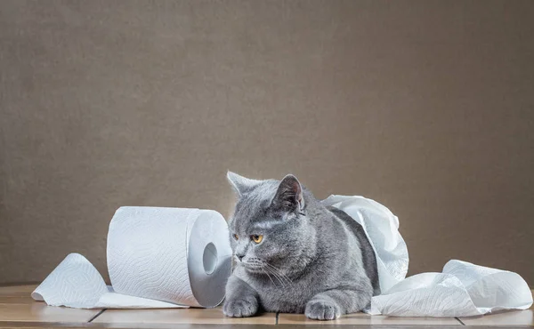 İngiliz mavi kedi ve tuvalet kağıdı. — Stok fotoğraf