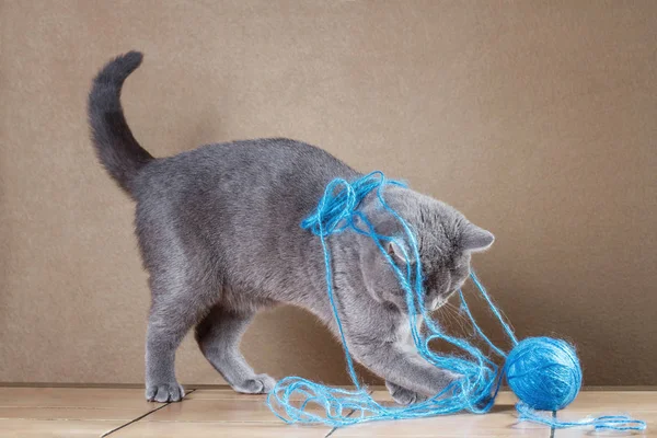 Brittiläinen sininen kissa leikkii lankakerällä . — kuvapankkivalokuva