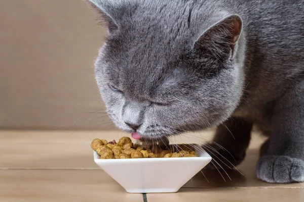 British Blue cat eats cat food.