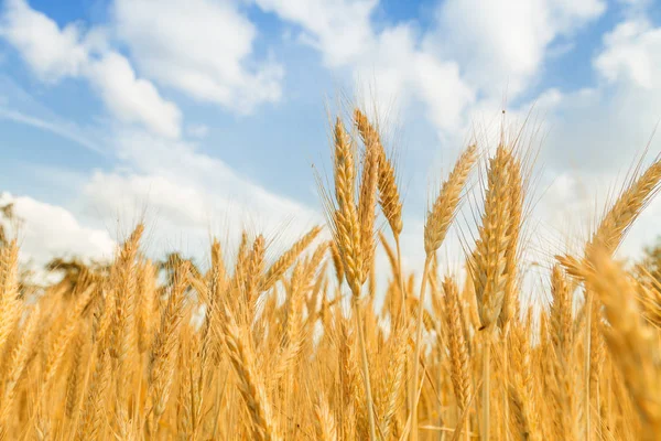 Campo de trigo dourado com céu azul no fundo — Fotografia de Stock