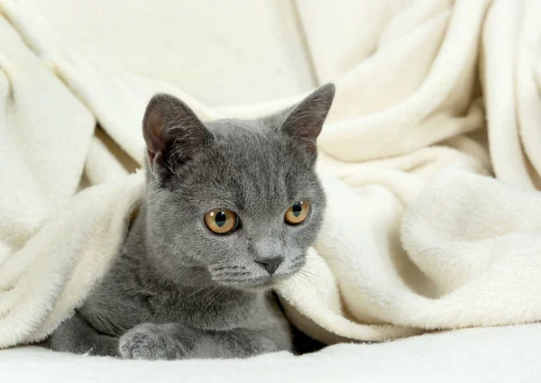 British kitten sleeps under the blanket — Stock Photo, Image