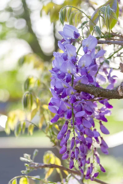 Branch of a blossoming wisteria — Stock Photo, Image
