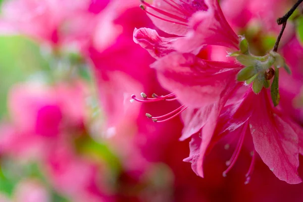 Flores de Azalea close-up — Fotografia de Stock