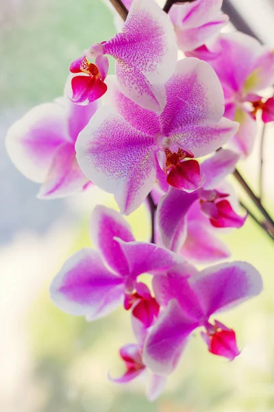 Tło z kwitnących orchidei. Płytkiej głębi ostrości. — Zdjęcie stockowe