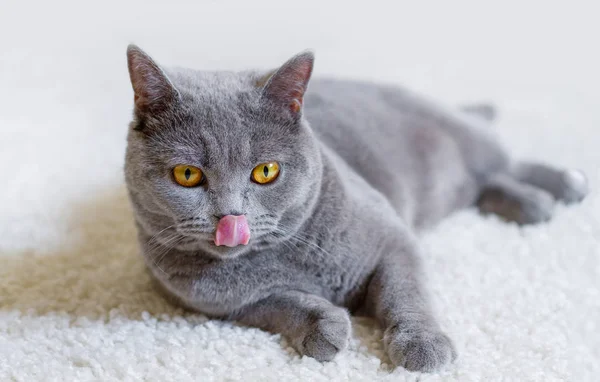Bir İngiliz kedisinin portresi — Stok fotoğraf