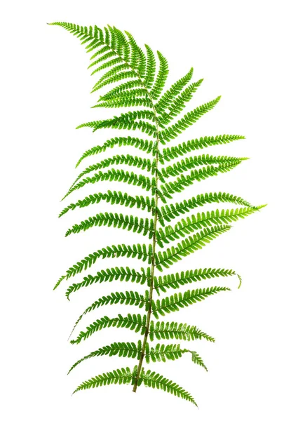 Leaf fern isolated on white background. — Stock Photo, Image