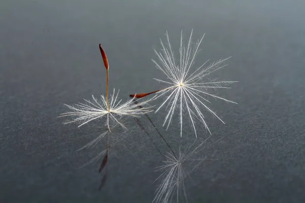 Dandelion seed closeup on a dark background — Stock Photo, Image