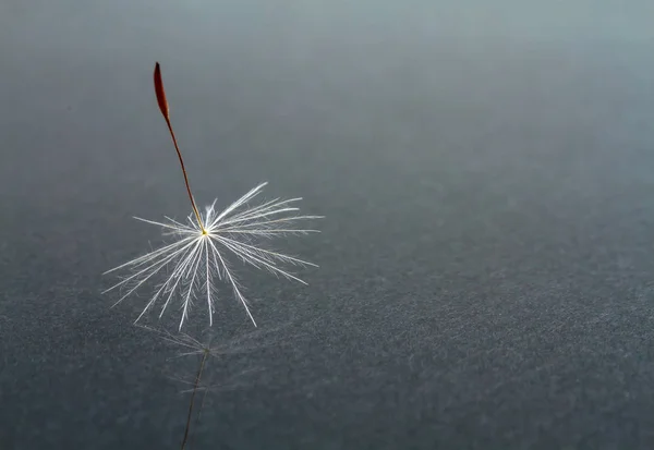 Dandelion seed closeup on a dark background — Stock Photo, Image