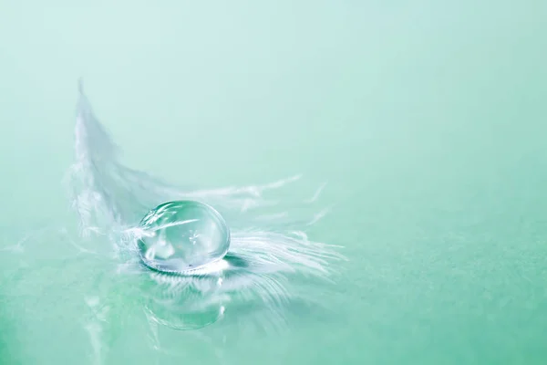 Gota de agua sobre pluma blanca — Foto de Stock