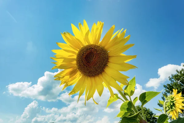Güneşli bir ayçiçeği alanıyla — Stok fotoğraf