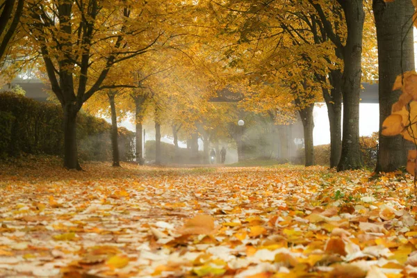 Callejón de otoño en la niebla —  Fotos de Stock