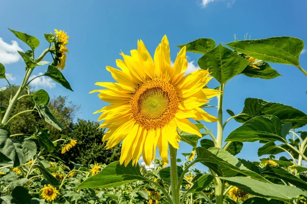 Güneşli bir ayçiçeği alanıyla — Stok fotoğraf