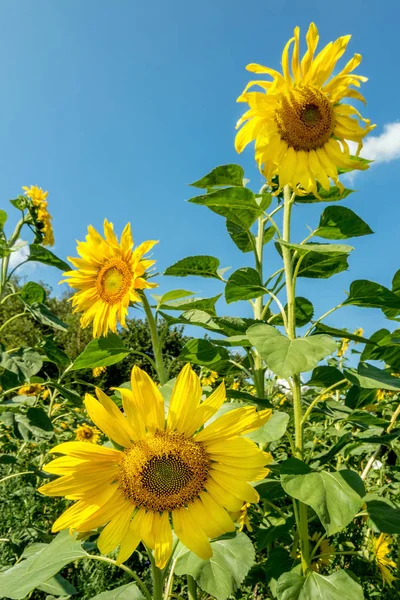 Fältet med solrosor på en solig dag — Stockfoto