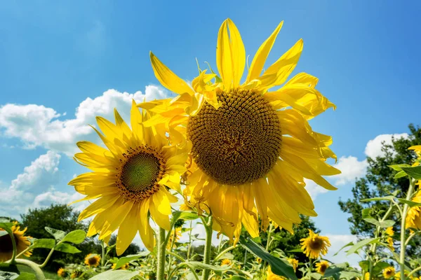 Fältet med solrosor på en solig dag — Stockfoto