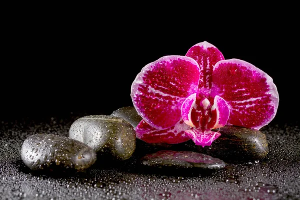 Orquídea com pedras zen em um fundo preto — Fotografia de Stock