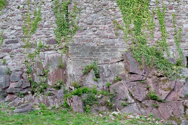 Parede medieval coberta de hera. Textura da pedra . — Fotografia de Stock