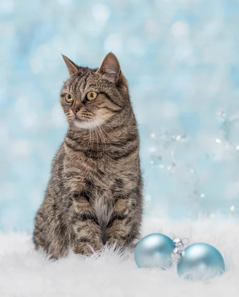 Tarjeta de Navidad con bolas de gato y Navidad — Foto de Stock