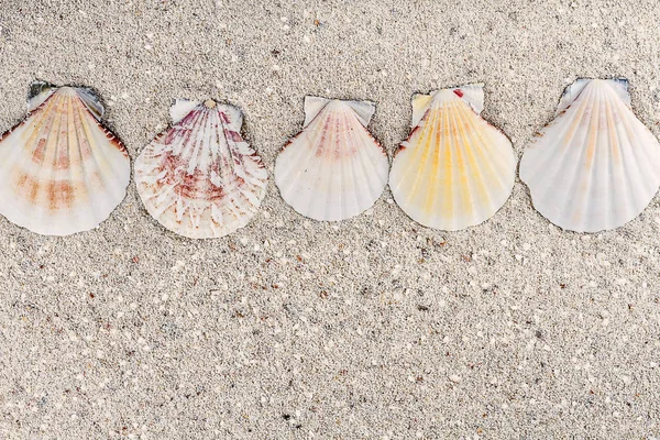 Textura de arena con conchas marinas en fila — Foto de Stock