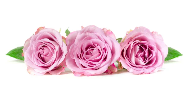 Roses in a row isolated on white background. Panoramic image — Stock Photo, Image