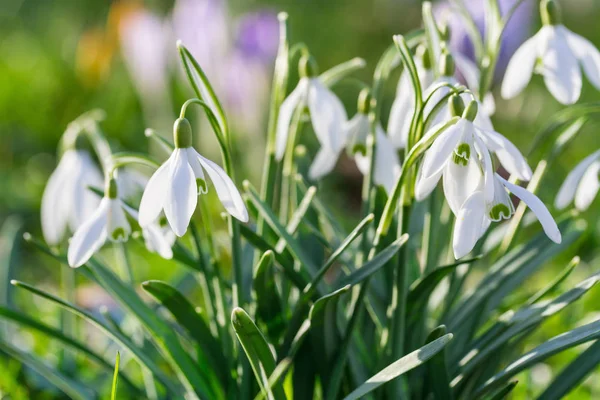 The first snowdrops. Shallow depth of field — Stock Photo, Image