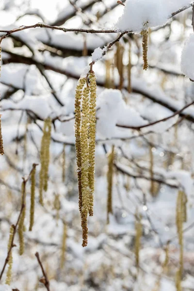 Voorjaar planten bedekt met sneeuw — Stockfoto