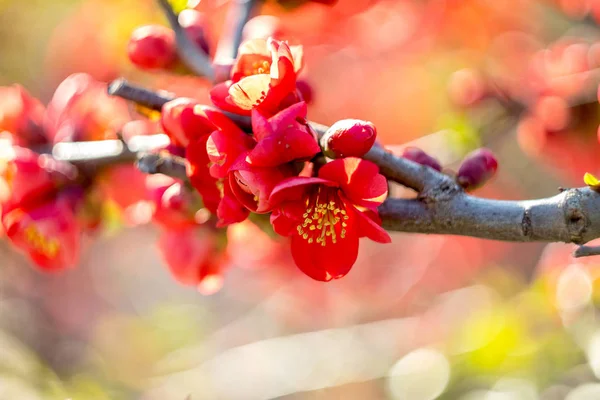 Piros virágok Chaenomeles japonica japán birs virág. Sekély — Stock Fotó