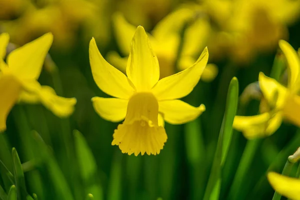 Spring daffodils. Shallow depth of field. — Stock Photo, Image