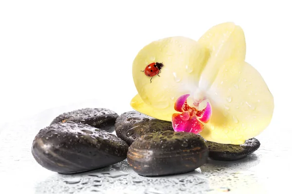 Yellow orchids and pebbles with ladybug. — Stock Photo, Image