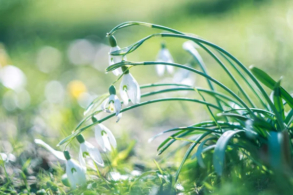 Spring snowdrops on a sunny day. Shallow depth of field. — Stock Photo, Image