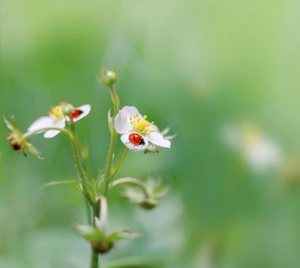 Mariquitas con flores de fresa. Profundidad superficial del campo —  Fotos de Stock