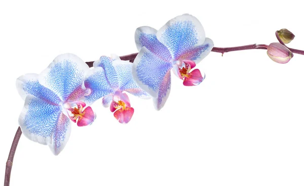 Ramo de uma orquídea florescente em um fundo branco — Fotografia de Stock