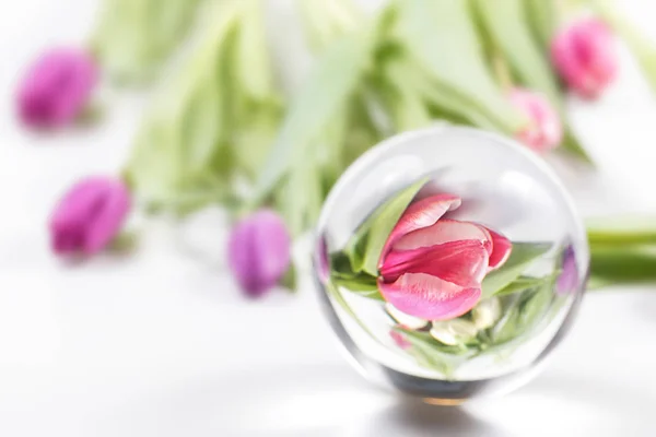 Gratulationskort med tulpaner och reflektion i en glasskål. — Stockfoto
