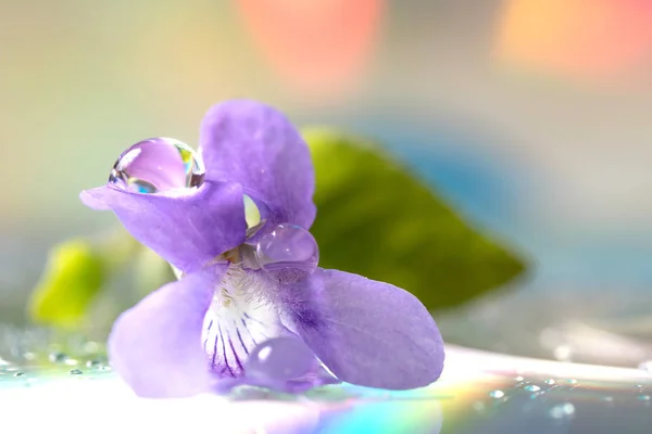 Viola grypoceras com gotas de orvalho close-up — Fotografia de Stock