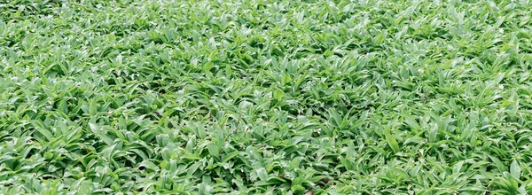 Campo com cebola de urso. Imagem panorâmica — Fotografia de Stock