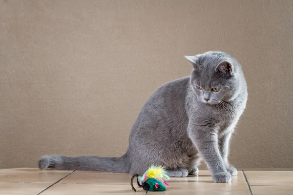 İngiliz kedi fare ile oynarken — Stok fotoğraf