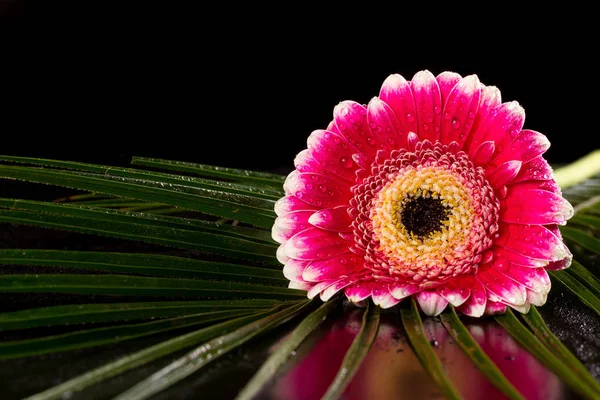 黑色背景上的粉色非洲菊 — 图库照片