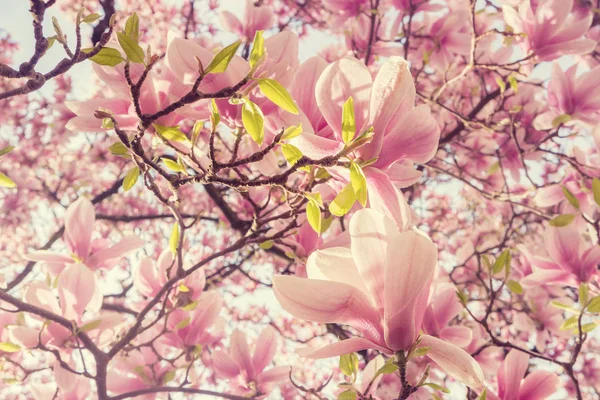 Pembe Manolya çiçekli bahar arka plan — Stok fotoğraf