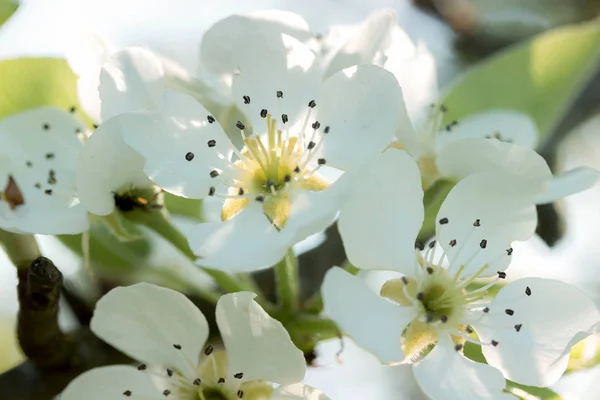 Kwitnąca Apple Tree Zbliżenie — Zdjęcie stockowe