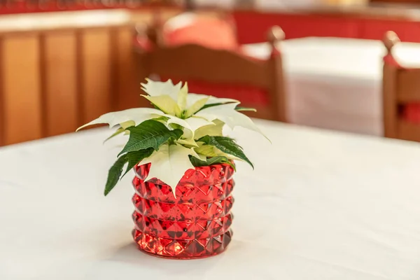 Christmas flower on the table — Stock Photo, Image