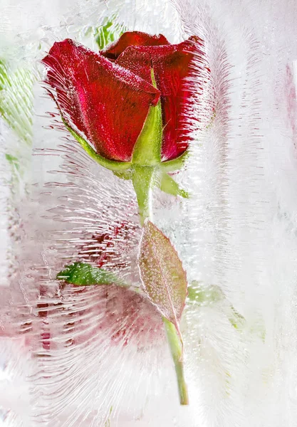 Ledová socha s červenými růžemi — Stock fotografie
