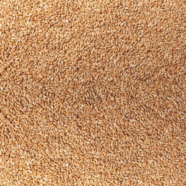 Sfondo alimentare con cereali di grano — Foto Stock