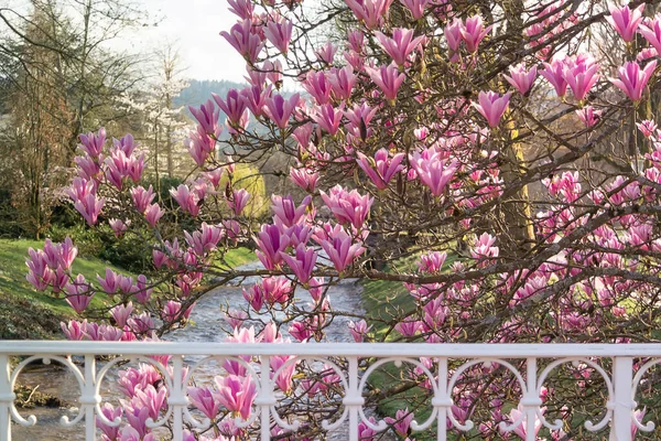 Magnolia Bloeit Baden Baden Duitsland — Stockfoto