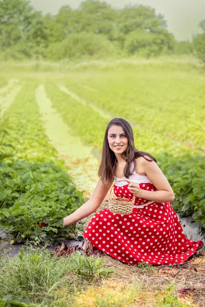 Mujer Joven Recoge Fresas Campo Fresas —  Fotos de Stock