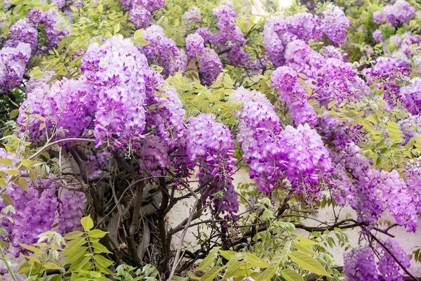 Blooming Wisteria Walls Building — Stock Photo, Image