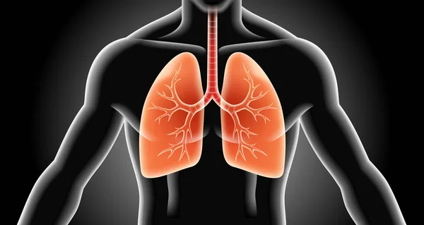 Imágenes Vectores Rayos Pulmonares — Archivo Imágenes Vectoriales