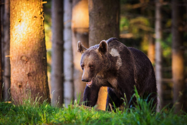 the brown bear into forest