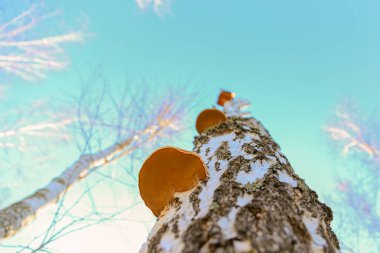 Huş ağacı üzerinde mantar