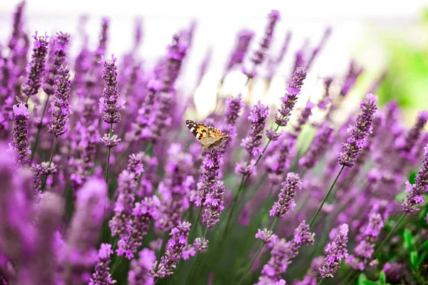 Бабочка между цветами лаванды — стоковое фото
