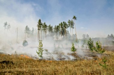 Ormandaki orman yangını  