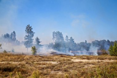 Ormandaki orman yangını  